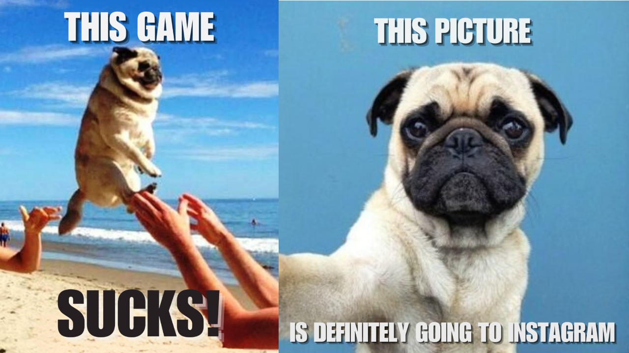 Funny Pug Memes