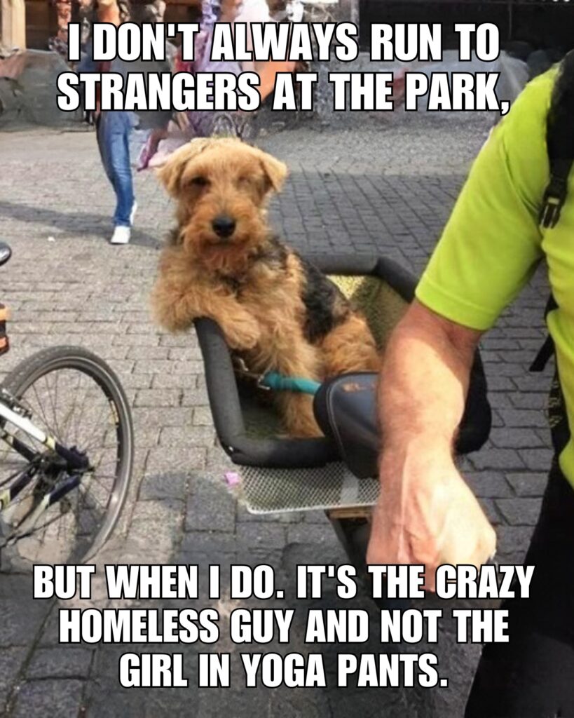 Crazy Dog Memes