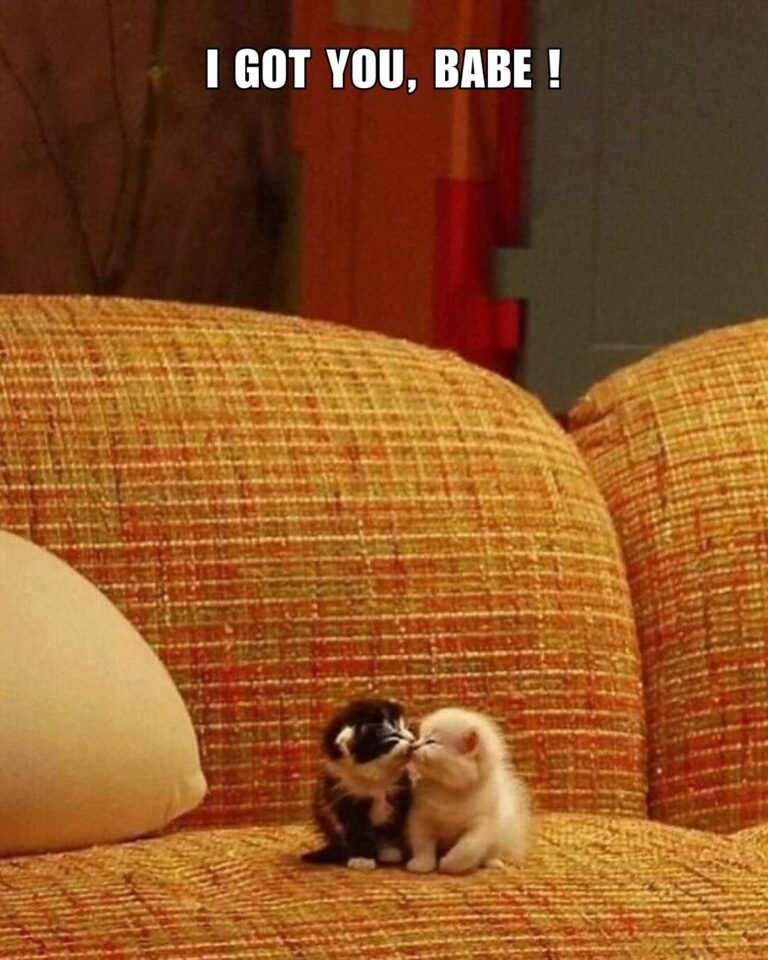These Funny Cat Memes Will Make You Laugh So Much That You Will Forget ...