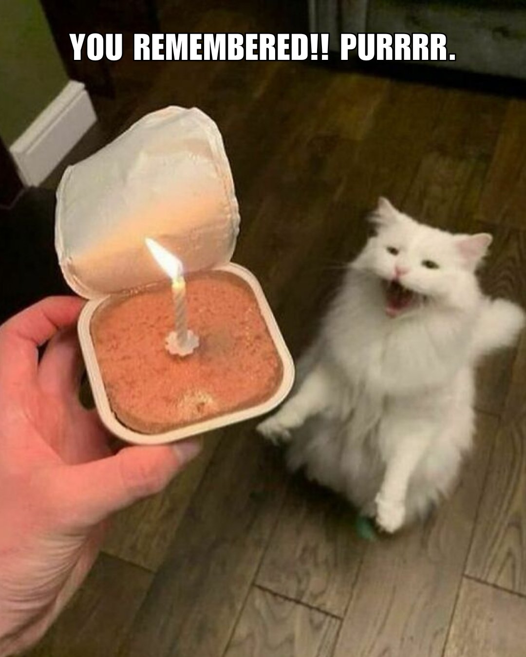 These Funny Cat Memes Will Make You Laugh So Much That You Will Forget ...