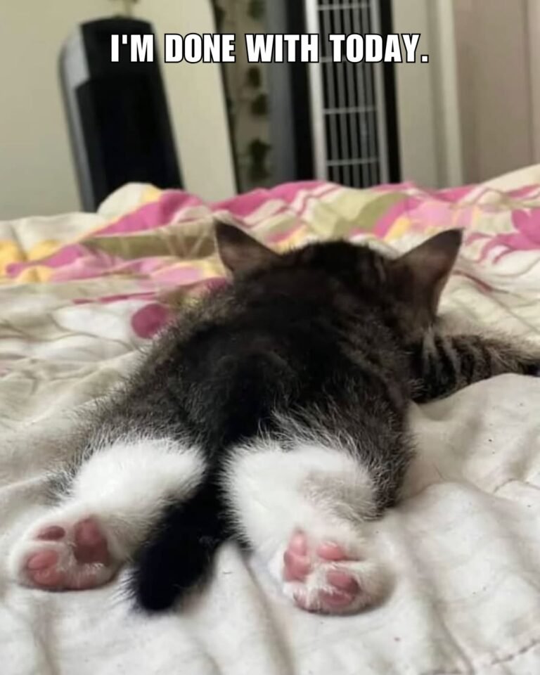 These Funny Cat Memes Will Make You Laugh So Much That You Will Forget ...