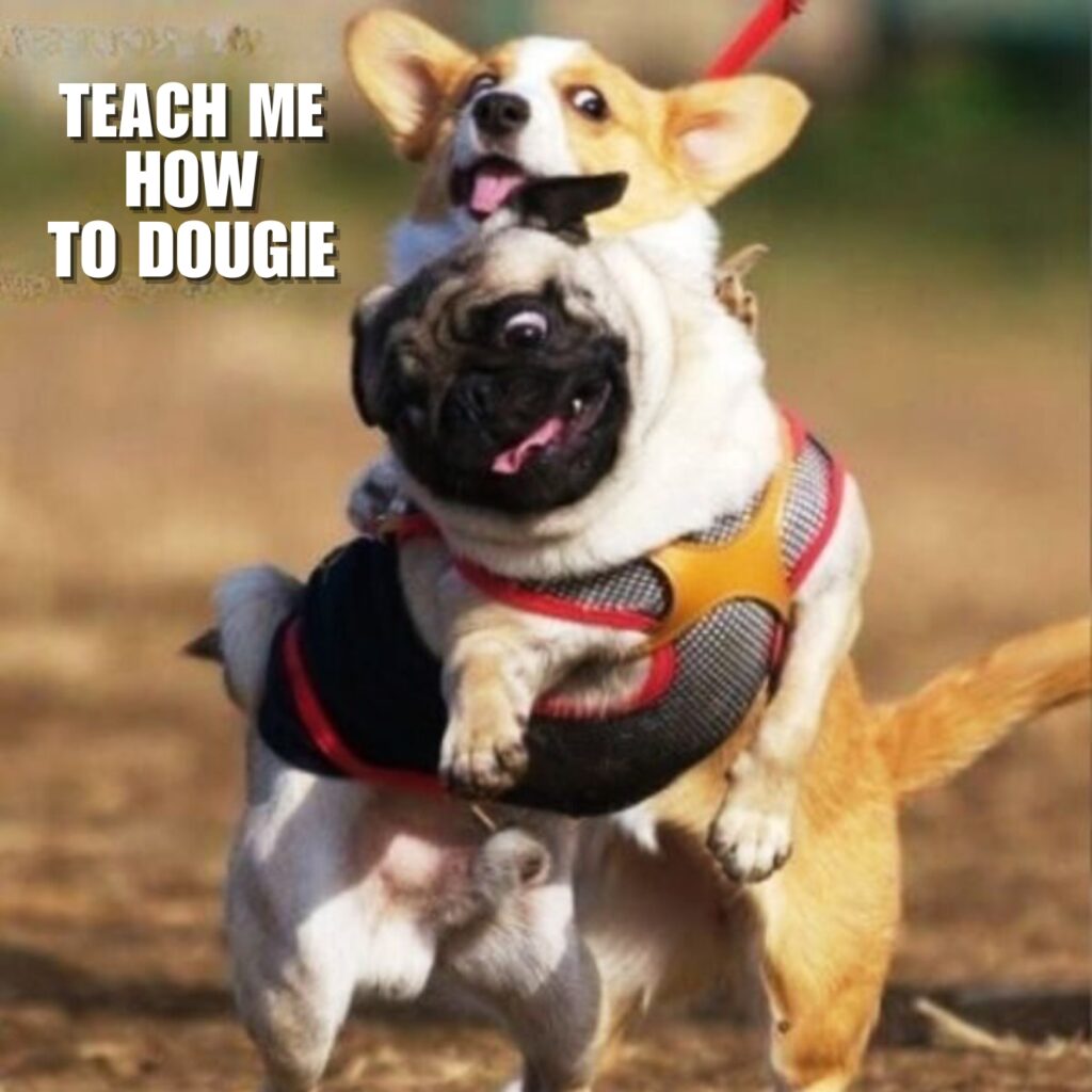 Funny Pug Memes