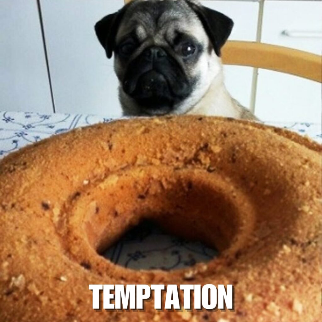 Funny Pug Memes