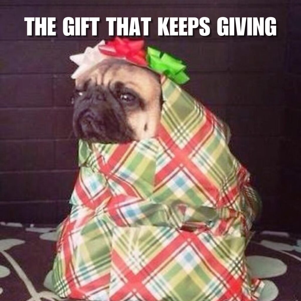 Funny Pug Memes