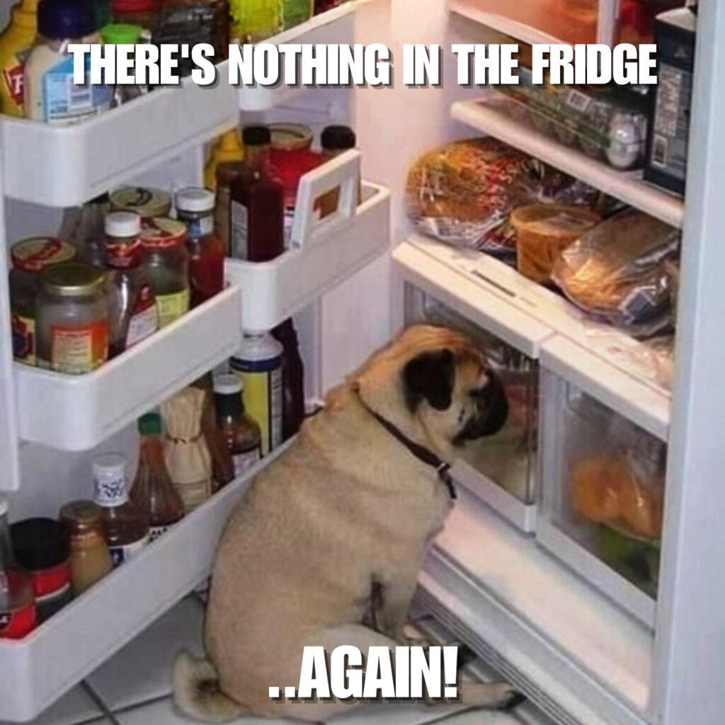 Funny Pug Memes