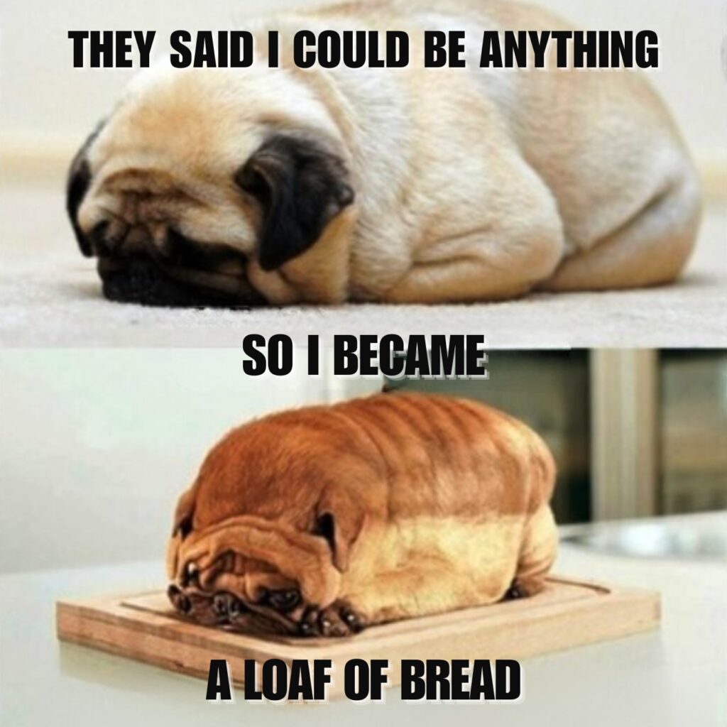 Funny Pug Memes