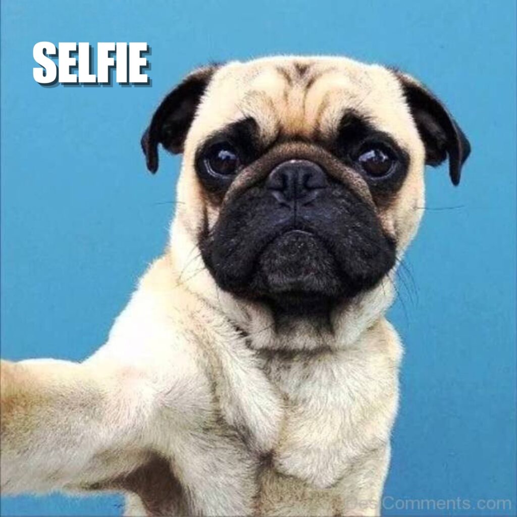 Funny Pug Memes