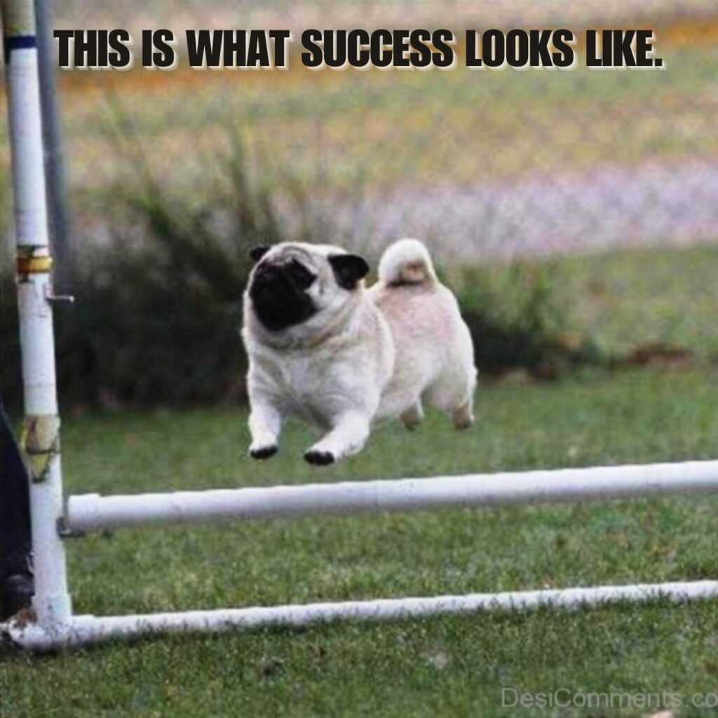 Funny Pug Memes