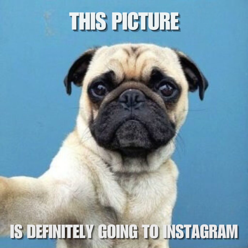 Funny Pug Memes