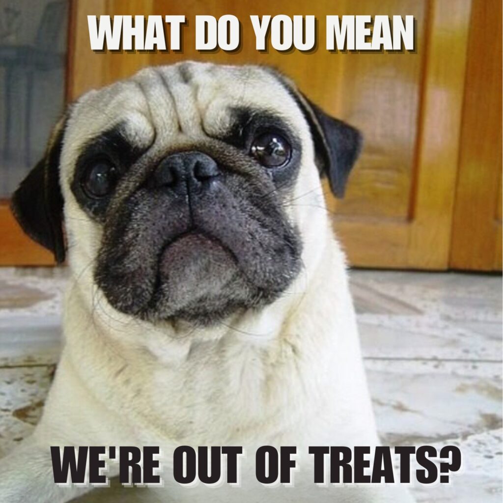 Funny Pug Memes