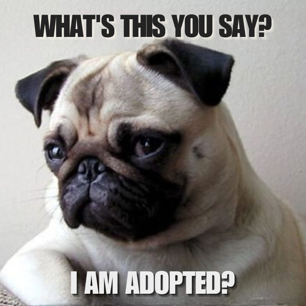 Funny Pug Memes