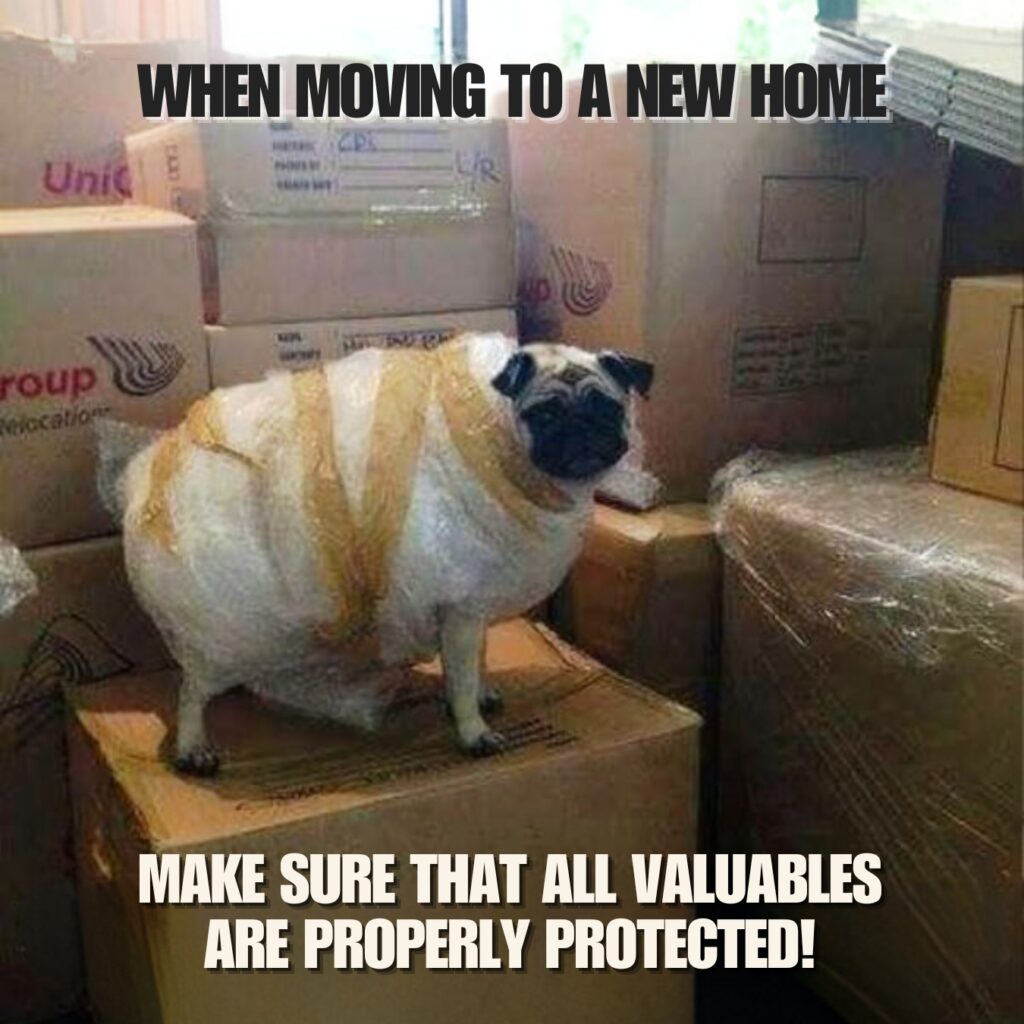 Funny Pug Memes