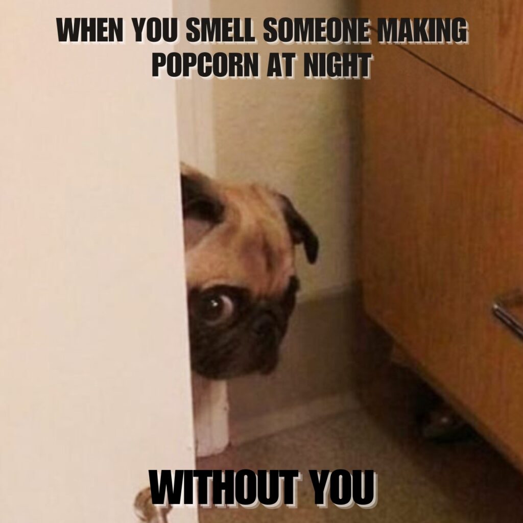 Funny Pug Memes