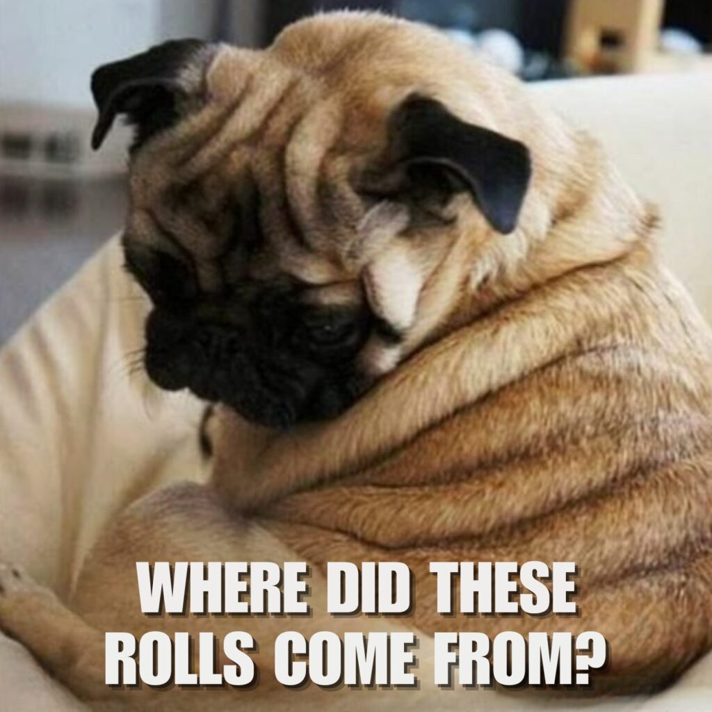 Funny Pug Memes