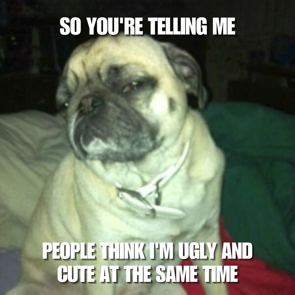 Funny Pug Memes