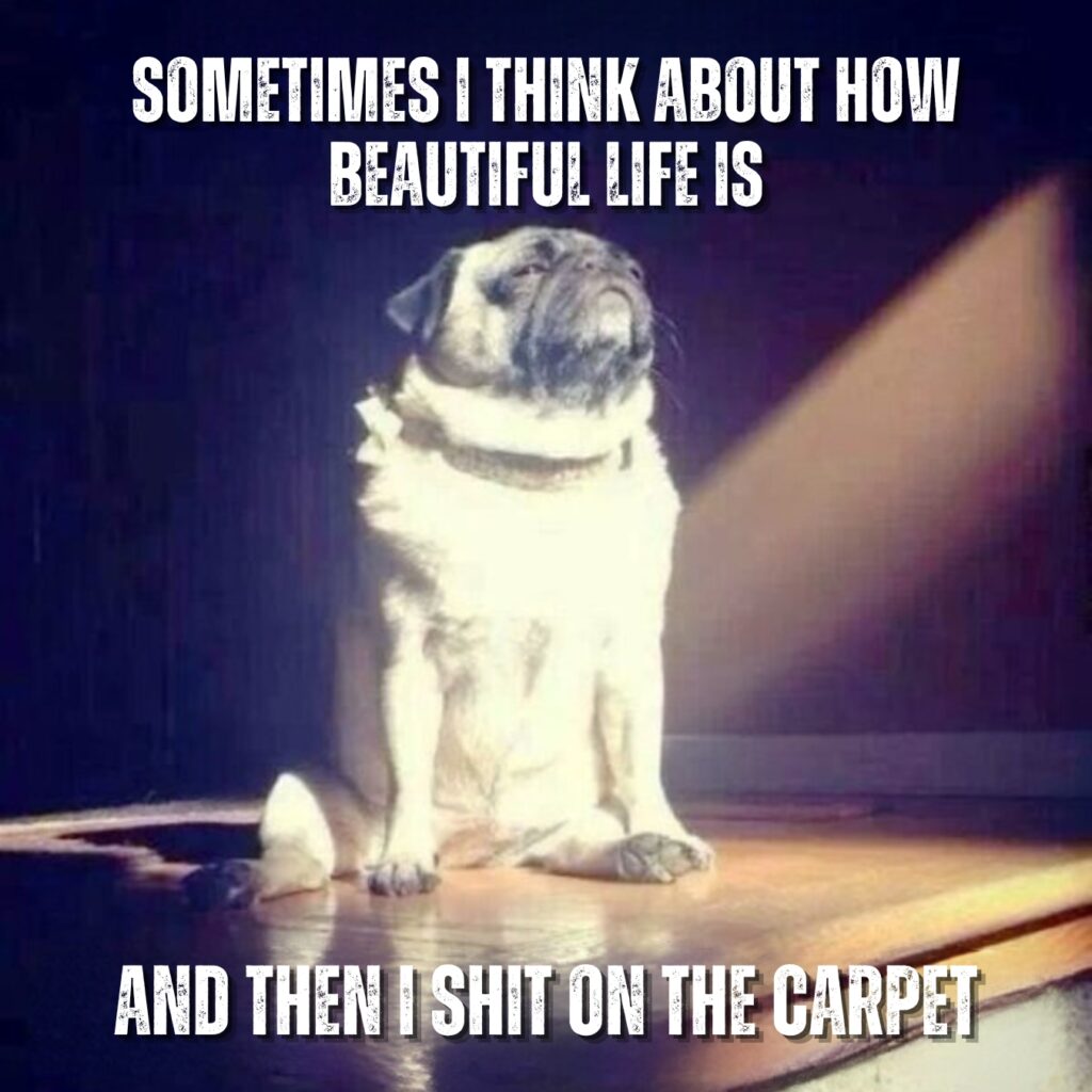 Funny Pug Memes