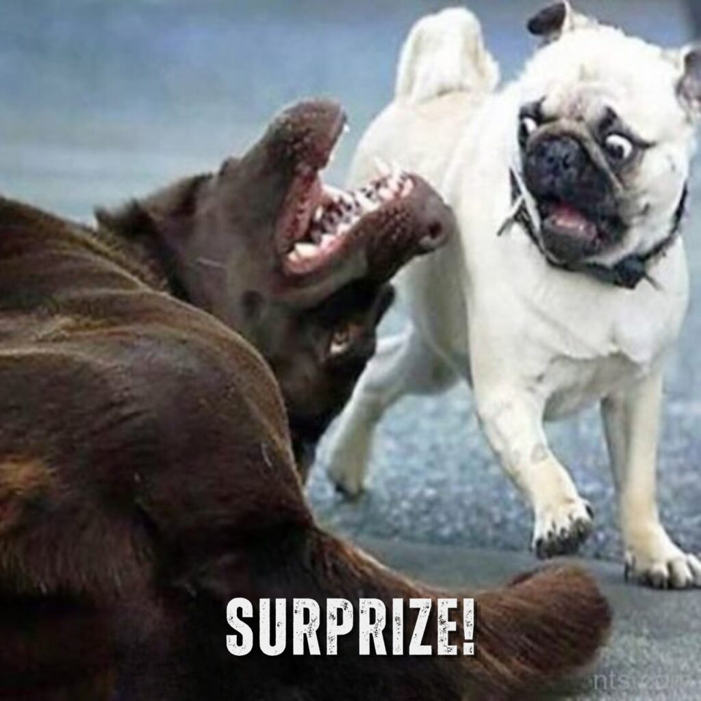 Funny Pug Memes