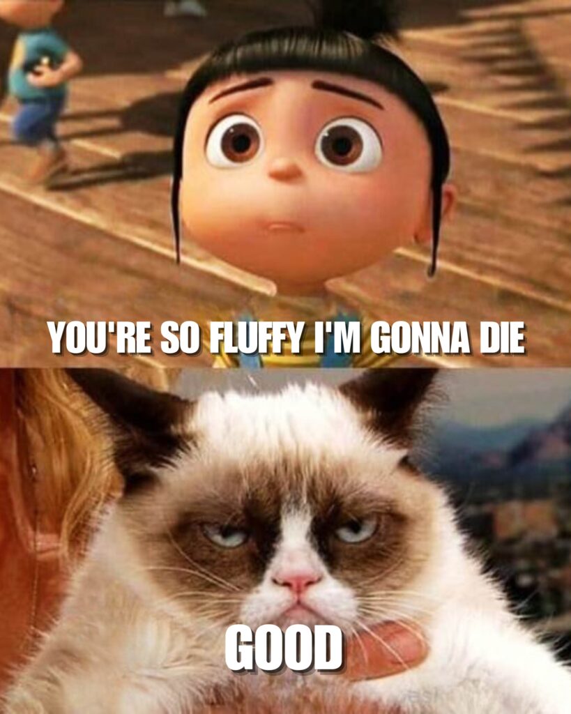 Grumpy Cat Memes