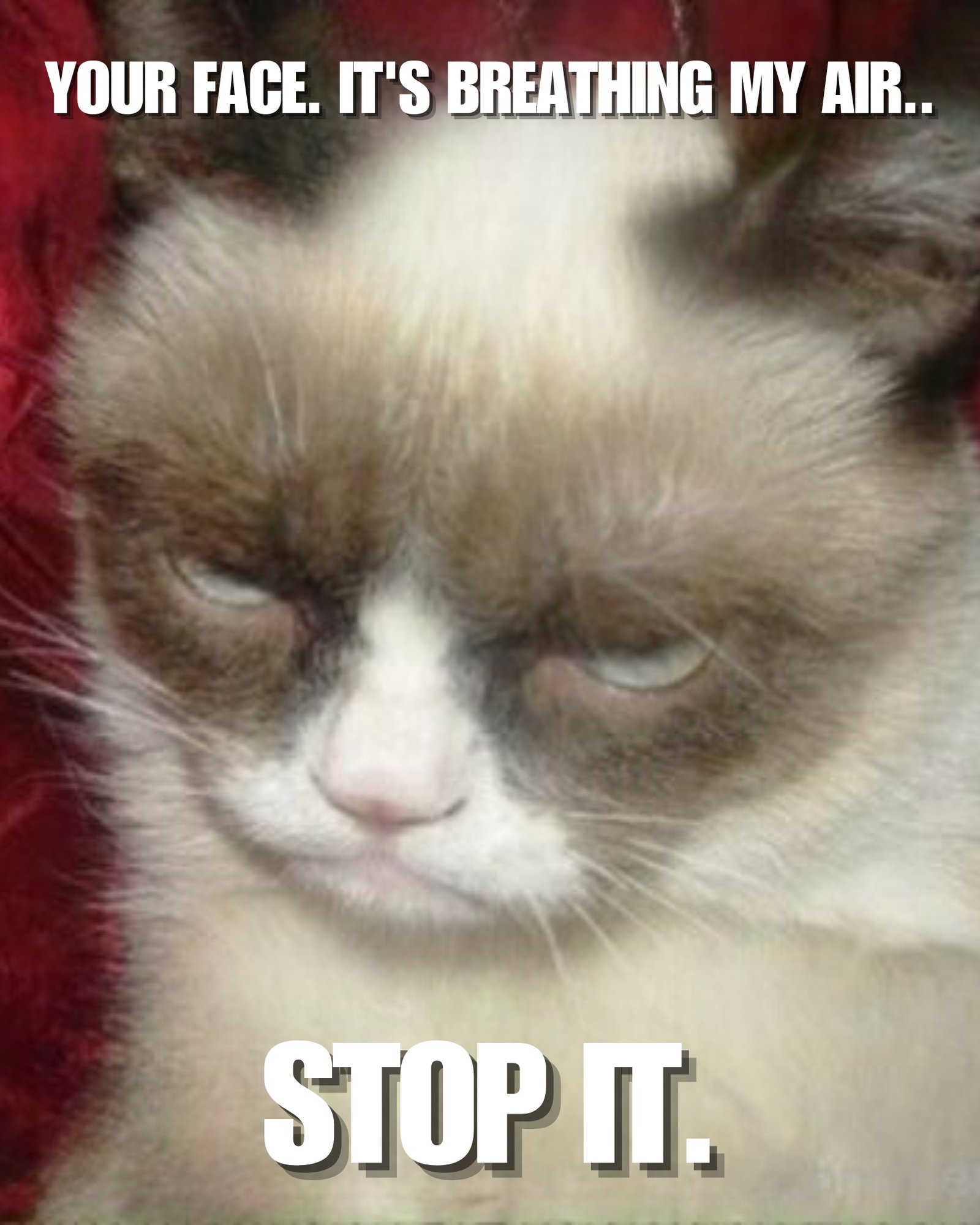 30 Most Funniest Grumpy Cat Memes You Will Laugh at Every Time