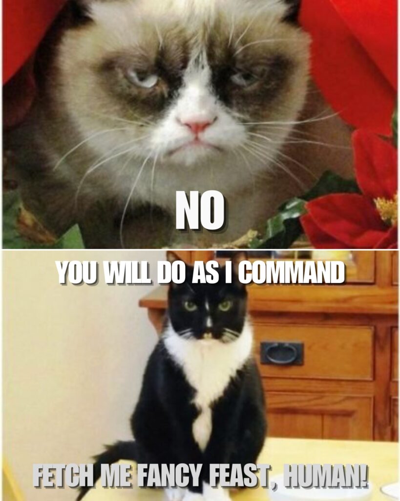 Grumpy Cat Memes