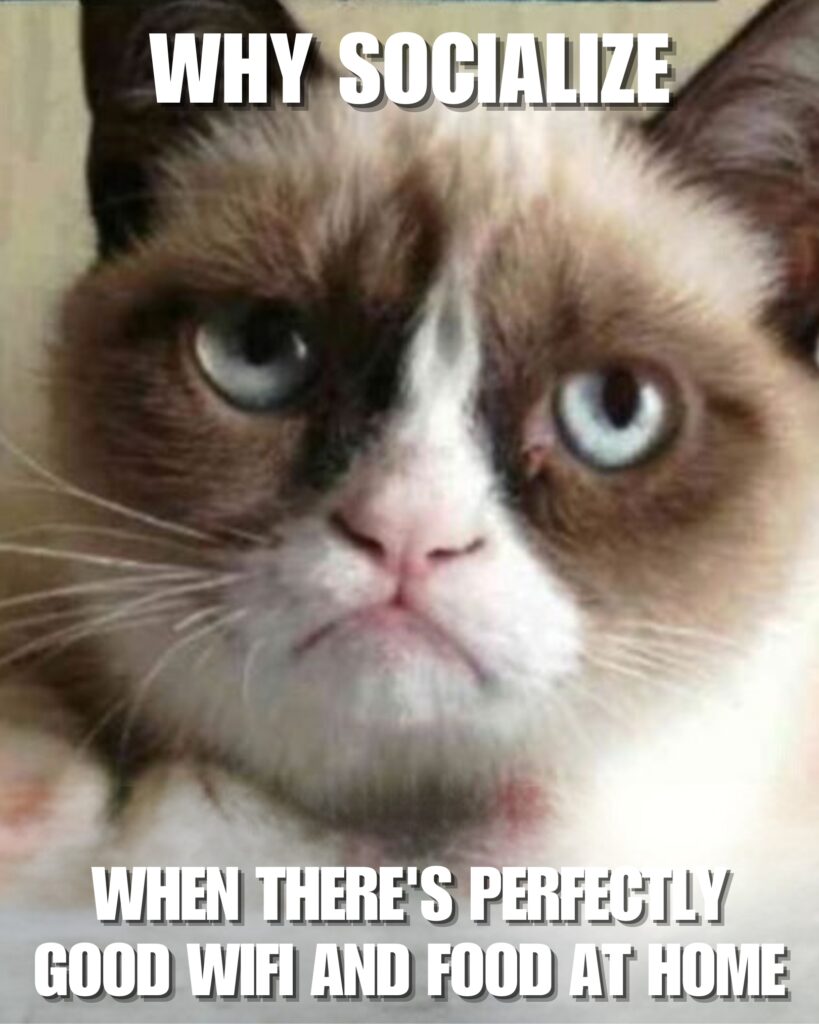 Grumpy Cat Memes