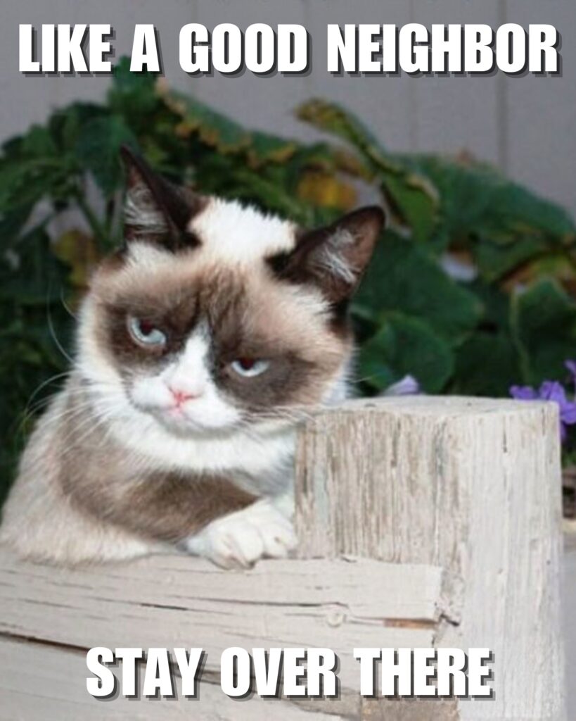 Grumpy Cat Memes