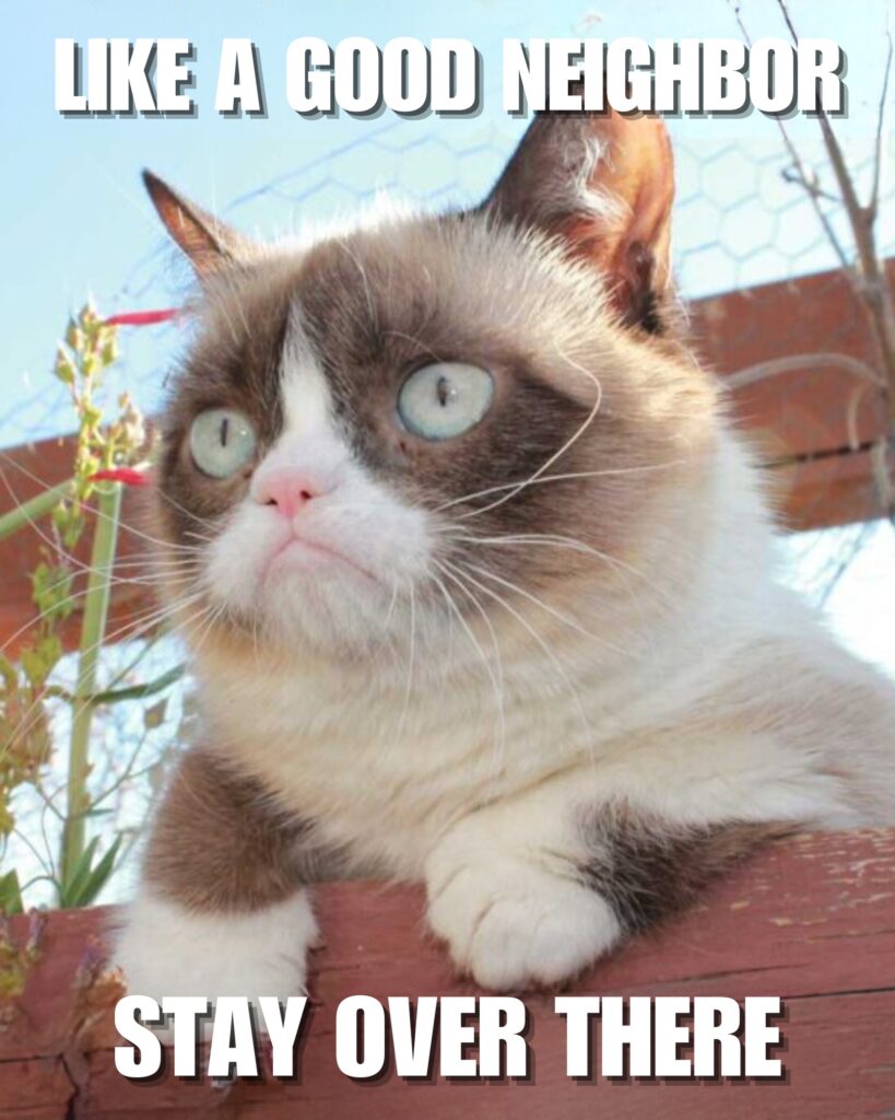 Grumpy Cat Memes