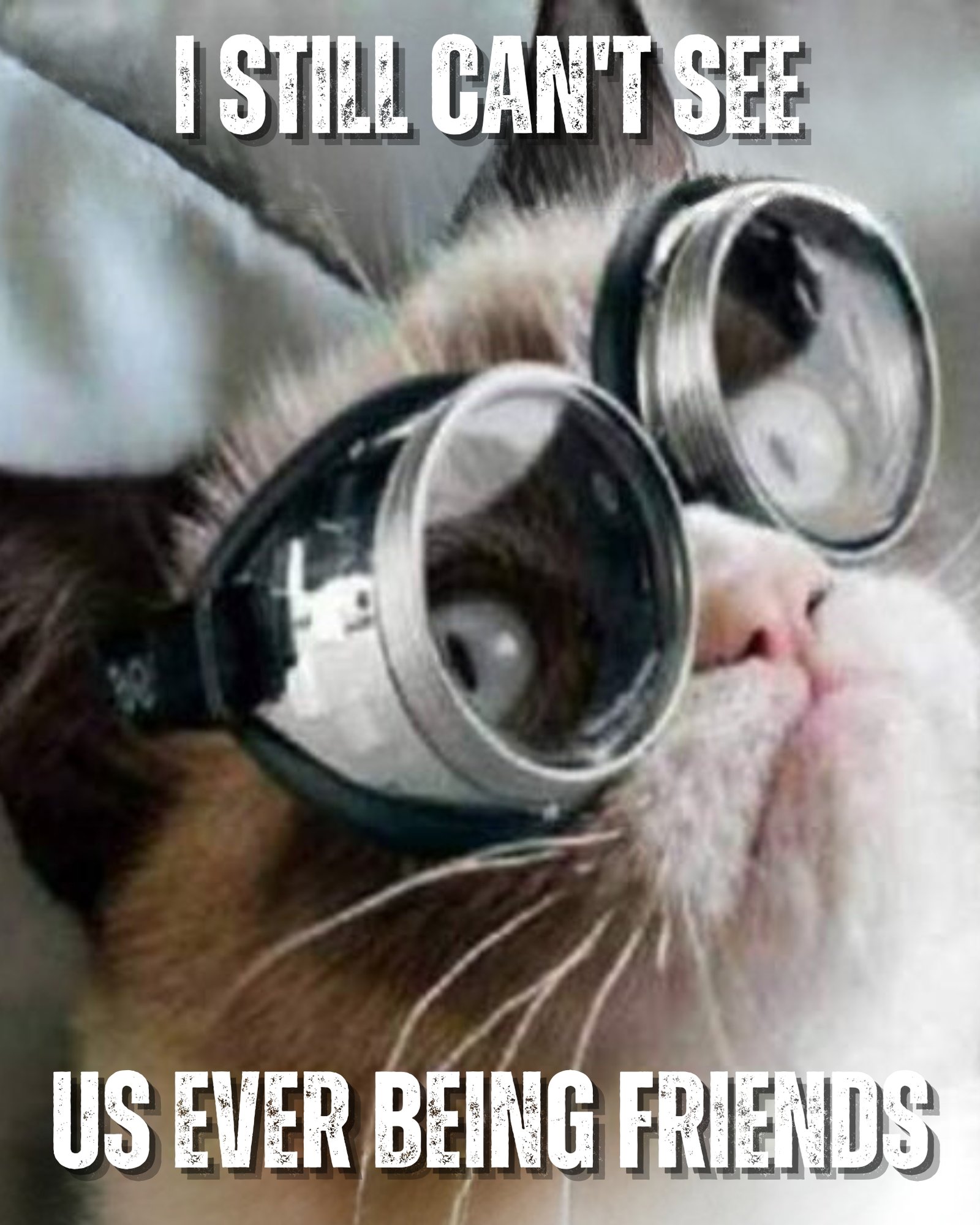 30 Most Funniest Grumpy Cat Memes You Will Laugh at Every Time