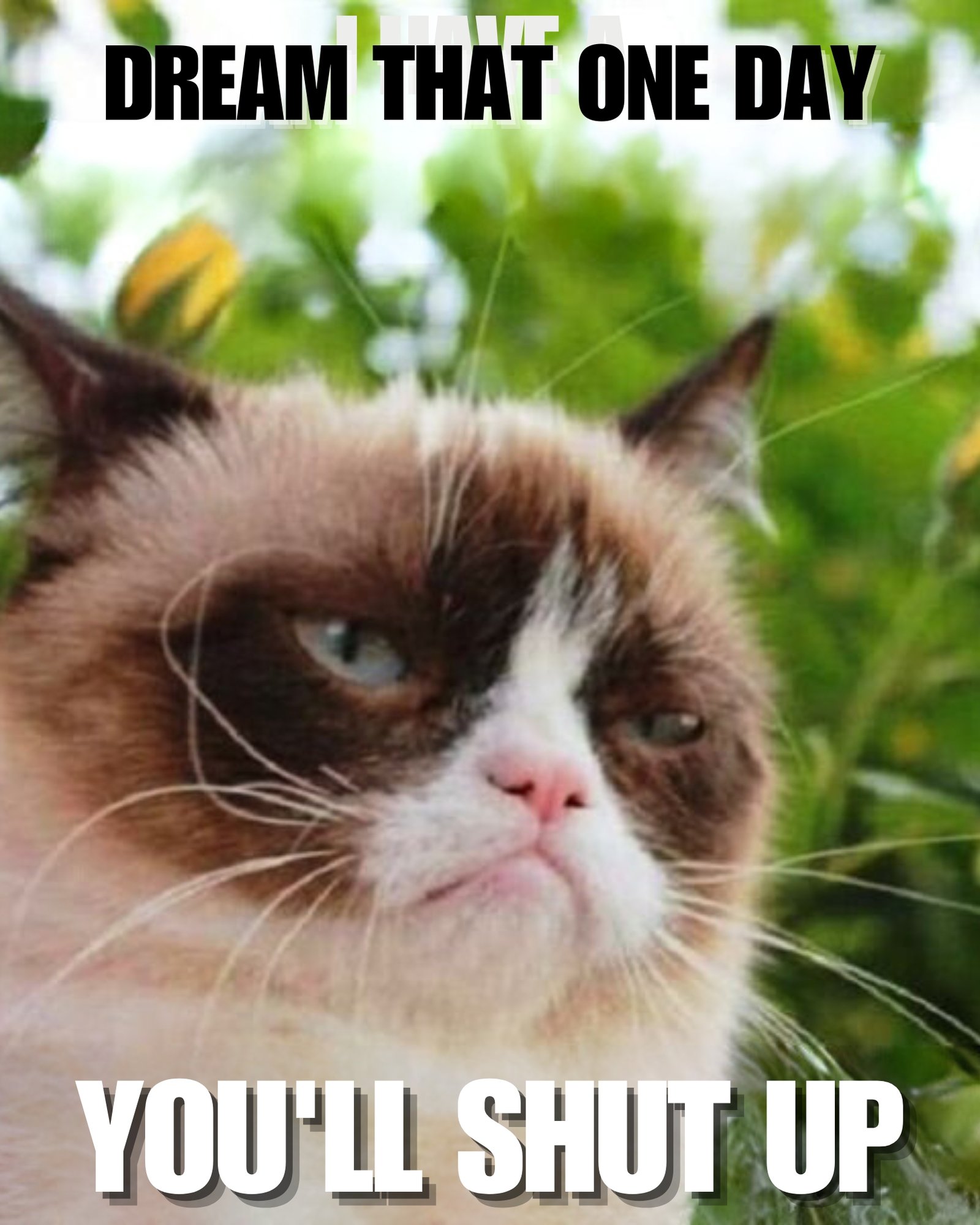 30 Most Funniest Grumpy Cat Memes You Will Laugh at Every Time