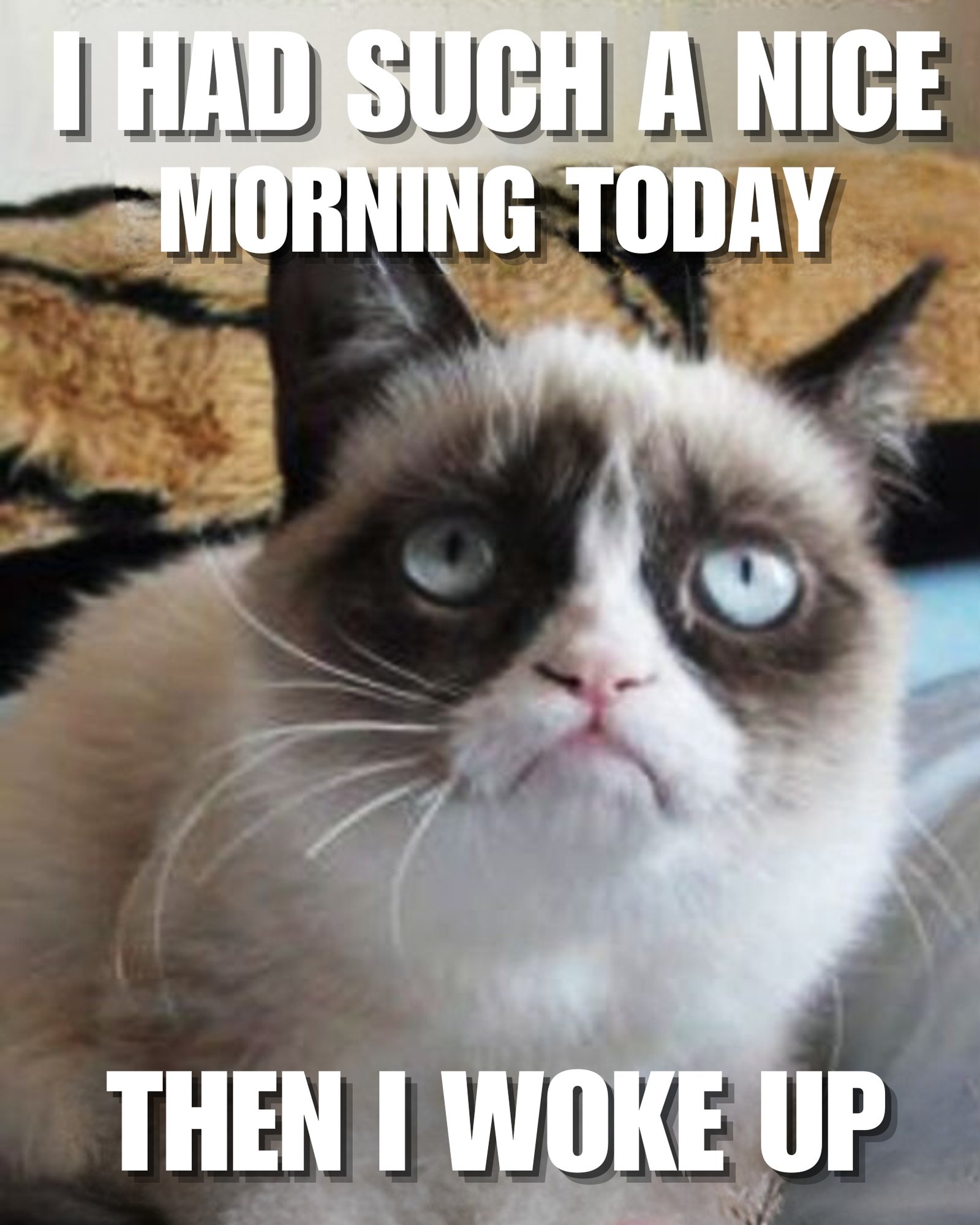 30 Most Funniest Grumpy Cat Memes You Will Laugh at Every Time