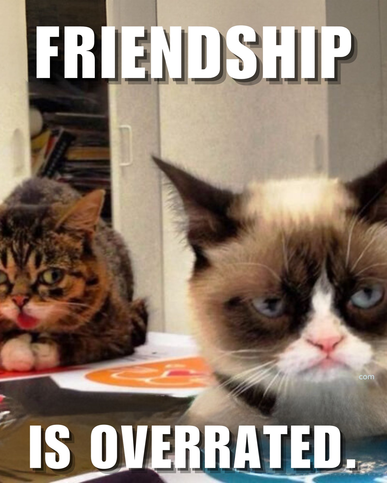 30 Most Funniest Grumpy Cat Memes You Will Laugh at Every Time
