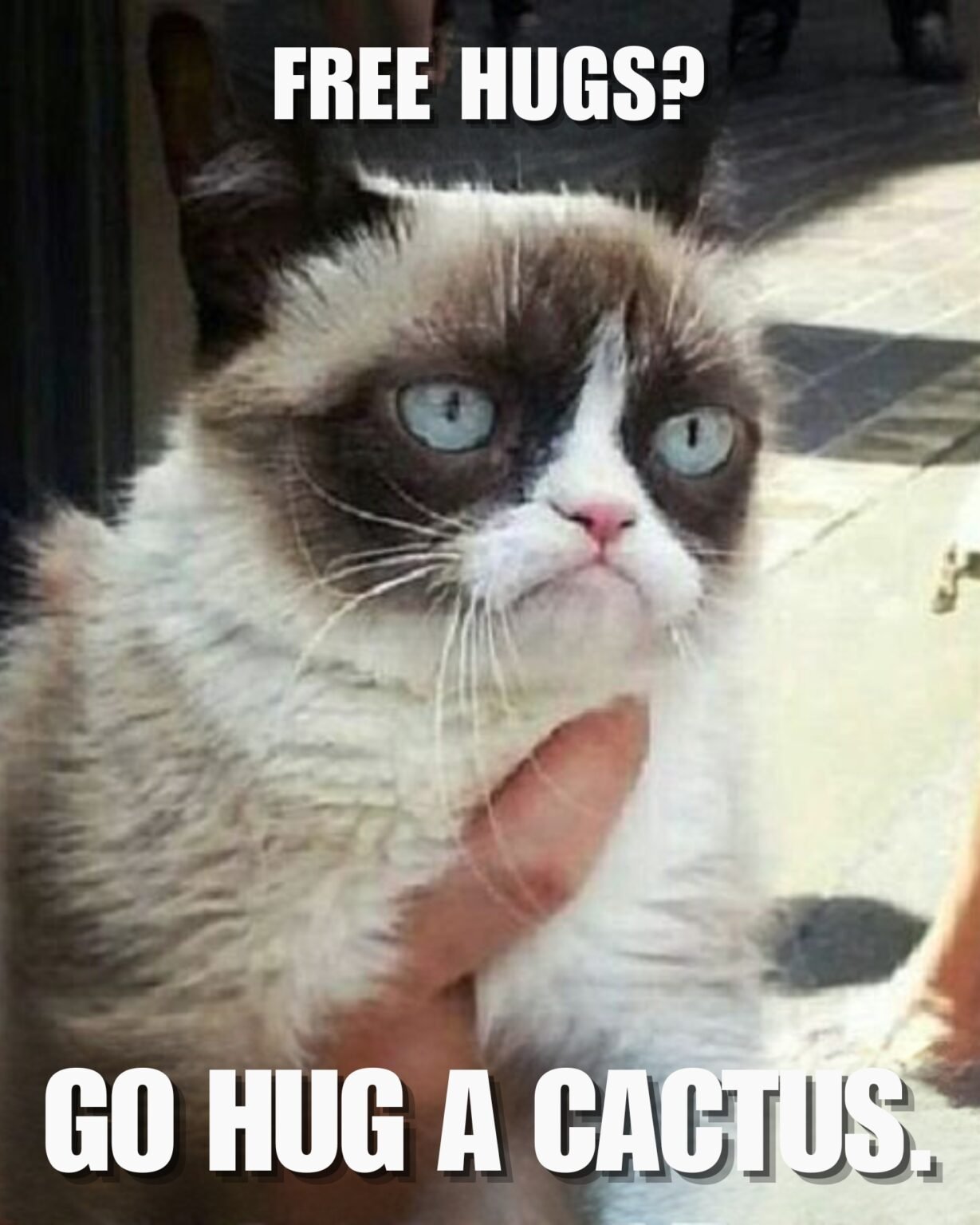 30 Most Funniest Grumpy Cat Memes You Will Laugh at Every Time