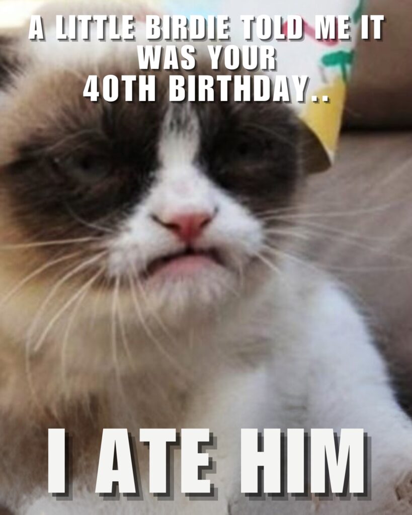 Grumpy Cat Memes