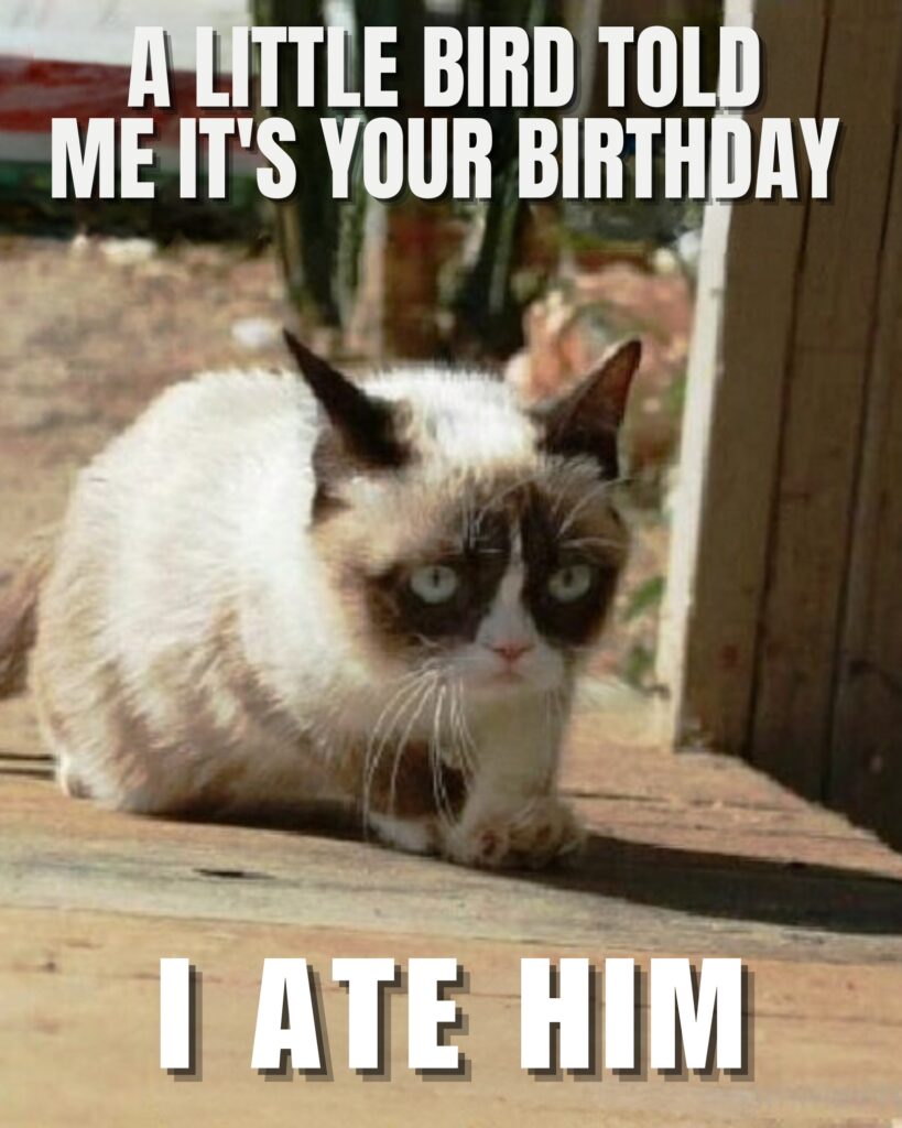 Grumpy Cat Memes