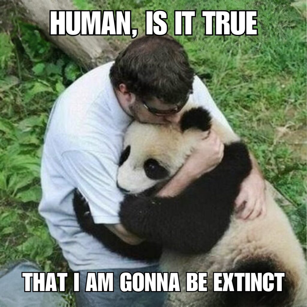 Panda Memes