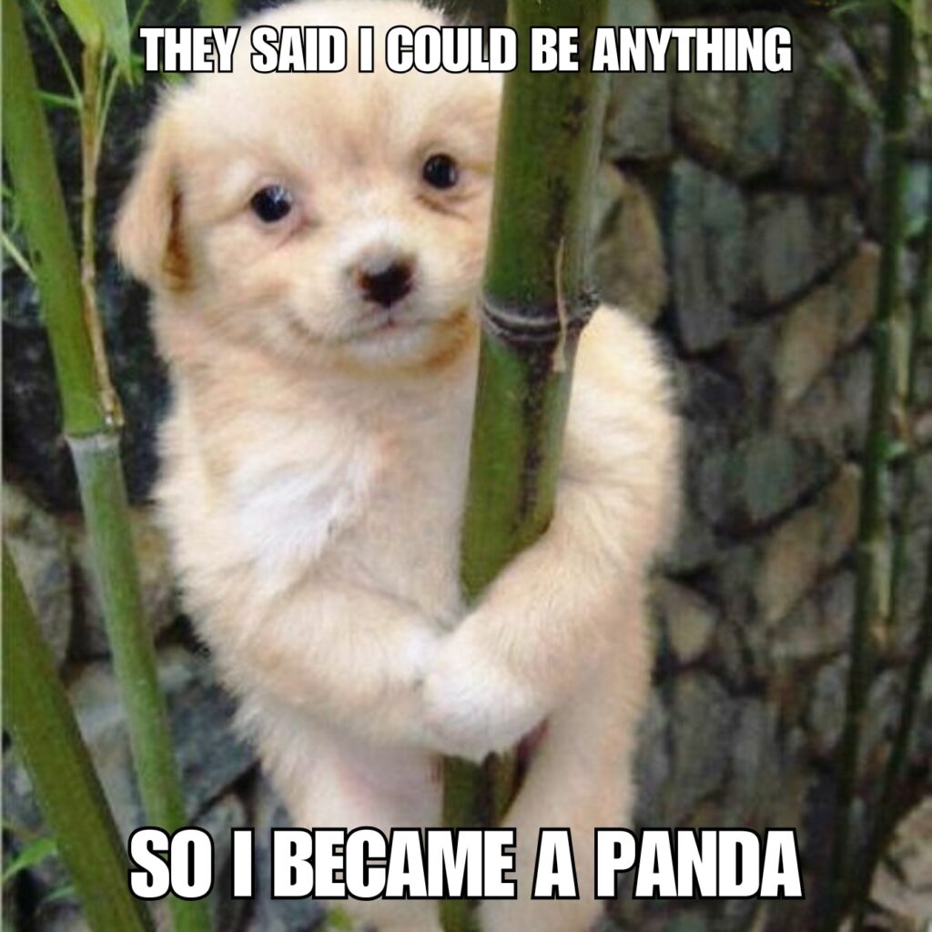 Panda Memes