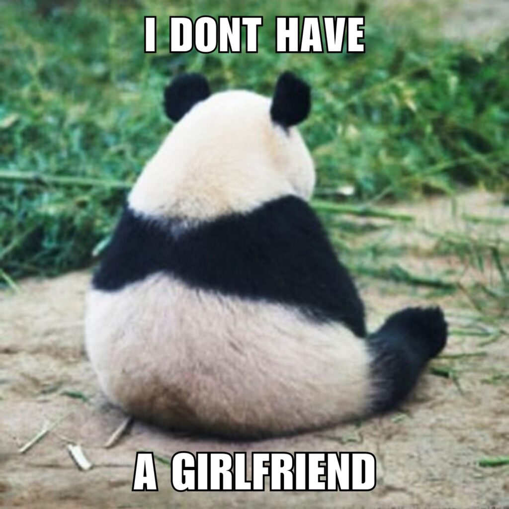 Panda Memes