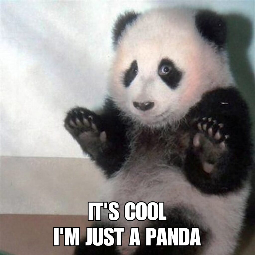 Panda Memes