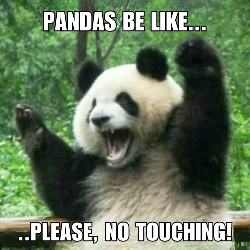 Panda Memes