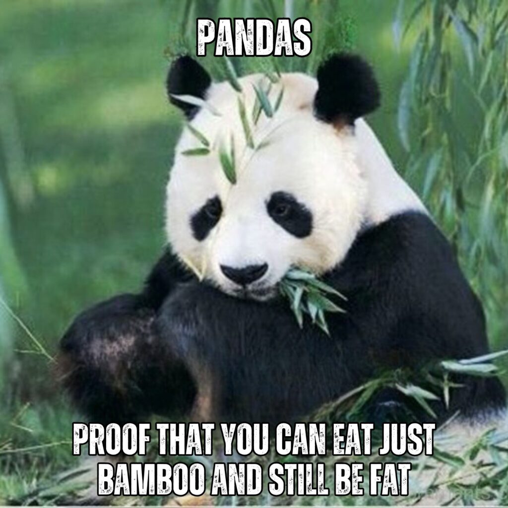 Panda Memes