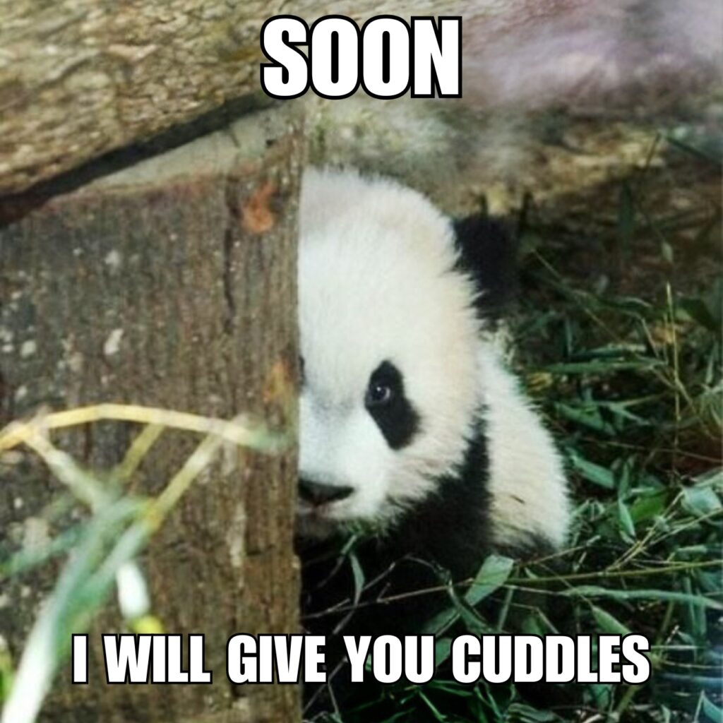 Panda Memes