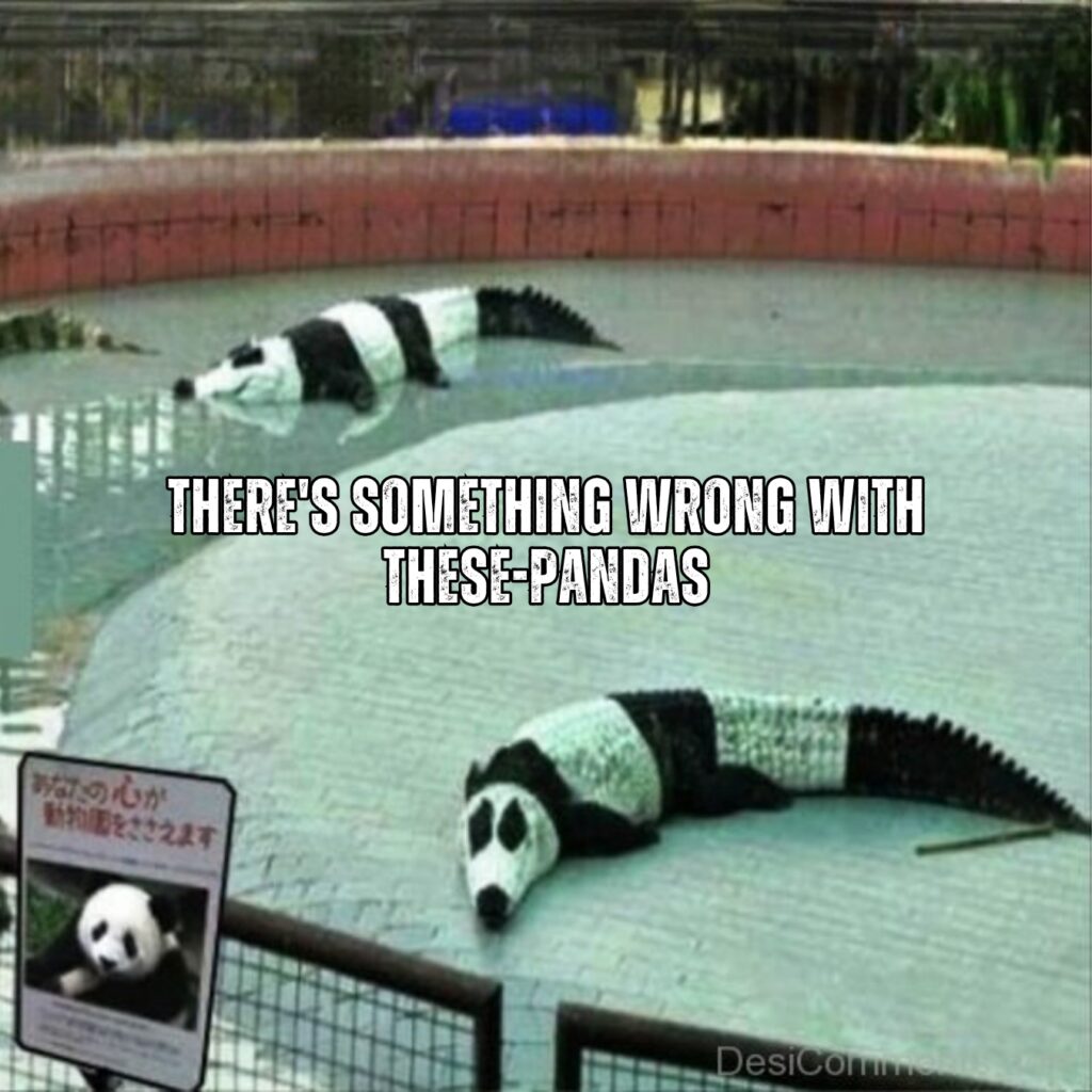 Panda Memes