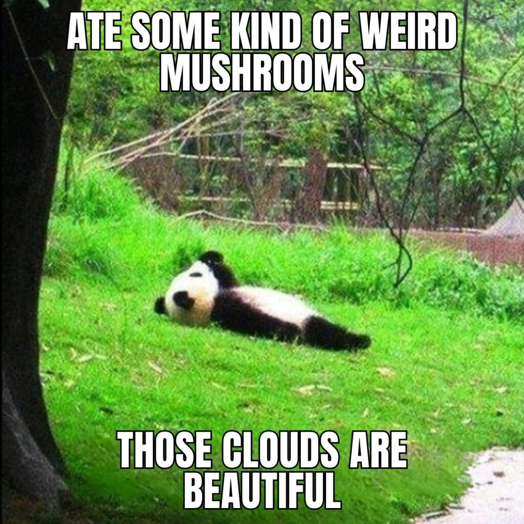 Panda Memes