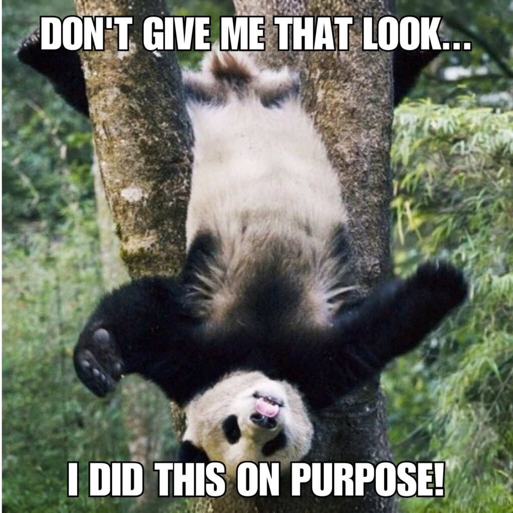 Panda Memes