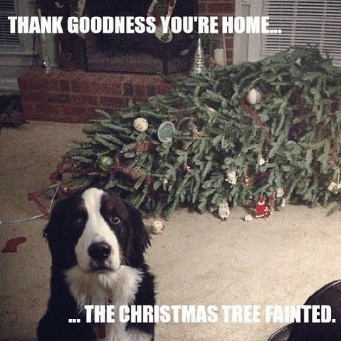 35+ Funny Christmas Memes [2024] That Will Make Your Holiday