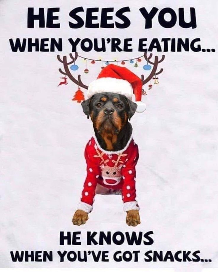 25 Funny Christmas Memes: Spreading Holiday Cheer with a Twist