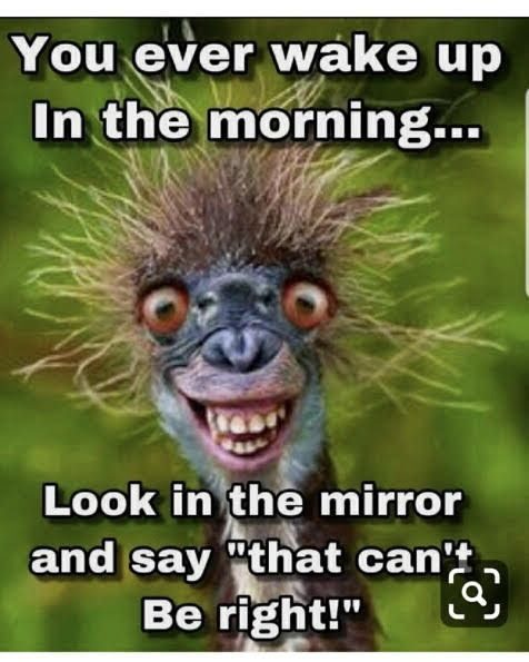 50 Funny Good Morning Memes From Smiles to LOLs